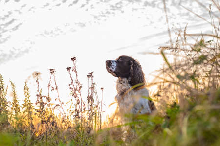 The gun dog runs in the wild grass autumn field. Young hunting dog in the autumn forest. English...