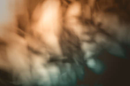 Abstract background close up blurred conifer evergreen fir tree branches naturalの写真素材