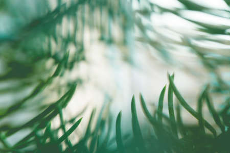 Abstract background close up blurred conifer evergreen fir tree branches natural