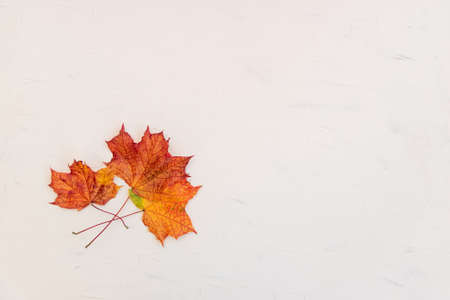 Colored maple leaves isolated on white, banner or card with copy space. Fall season, orange golden...