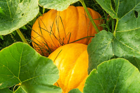 Pumpkins and leaves closeup, autumn gourd plantの写真素材