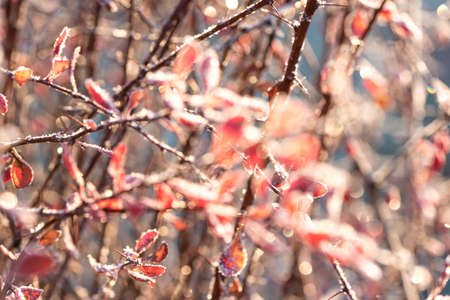 Berberry bush branch with red leaves covered with hoarfrostの写真素材