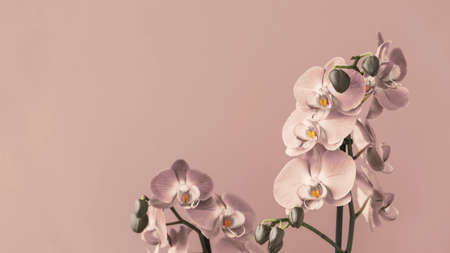 Purple orchid flowers on light violet with space for designの写真素材
