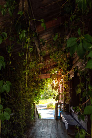 Tunnel with lush ivy reaching old wooden roof on house porchの写真素材