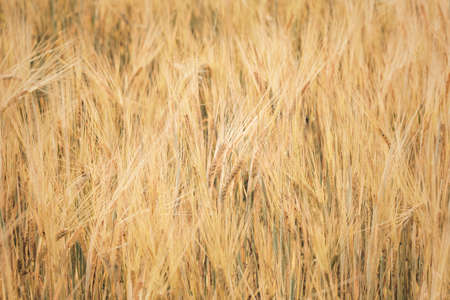 Ripe golden wheat grows in agricultural field at sunlightの写真素材