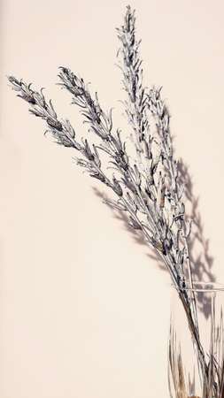 Decorative silver twigs in vase with copy spaceの写真素材