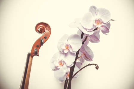 Bending violin fretboard and orchid flower on white background. Abstract composition combining the beauty of nature and artの写真素材