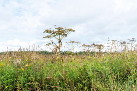 Heracleum. Field with weed and flowers, plantation over skyの写真素材