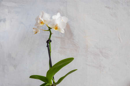 White bud orchid with big green leavesの写真素材