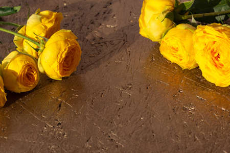 Blooming fresh yellow roses petals and buds