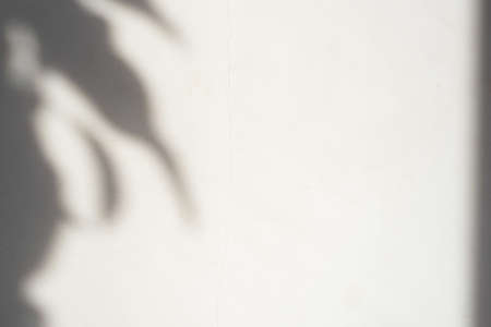 Summer plant shades on blank surfaceの写真素材
