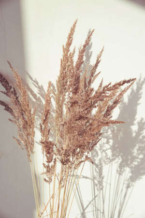 Nude composition for cozy home atmosphereの写真素材