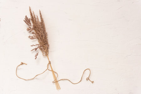 Elegant soft light autumn background with dry beige reeds on white board, top view, border. Stylish dry seeds of reed in neutral colors. Minimalism, interior decoration and parisian vibes concept.の写真素材