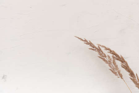 Elegant soft light autumn background with dry beige reeds on white wood board, top view, border.の写真素材