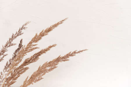 Elegant soft light autumn background with dry beige reeds on white wood board.の写真素材