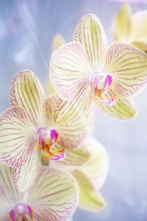 Closeup of Flower Blossoming Orchids Phalaenopsis Baldans Kaleidoscope, defocused floral vertical backgroundの写真素材