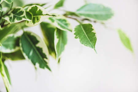 Ficus Benjamin in the pot standing in the window seal. Urban jungle concept. Natural air purifier.Houseplant portrait.の写真素材