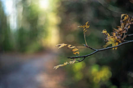 Close-up of a branch of ash with faded leaves, against the background of dark woodの写真素材