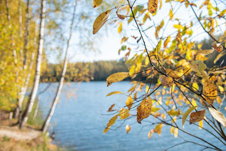 Close-up of a branch with yellow faded leaves, against the background forest lake.の写真素材