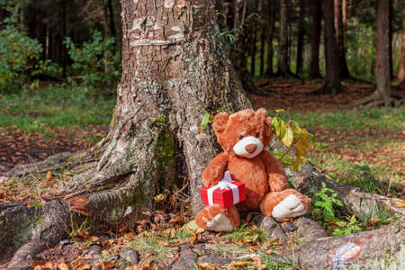 Stuffed toy animal Teddy bear with a gift sits in the roots of a large tree in the autumn forestの写真素材