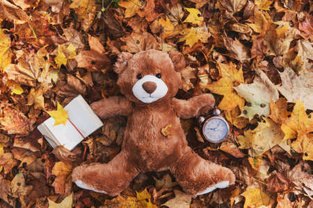 Soft toy animal Teddy bear liest on autumn leaves in natute and keeps the alarm clock.の写真素材