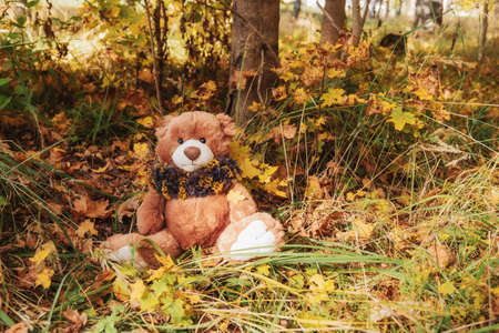 A cute teddy bear dressed in a fluffy scarf sits in the autumn park forestの写真素材
