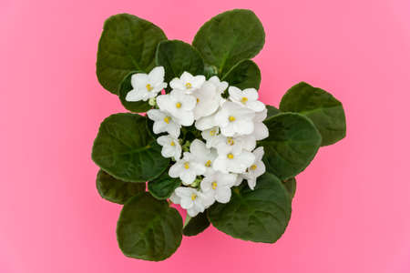 bouquet of white african violets on pink backdropの写真素材