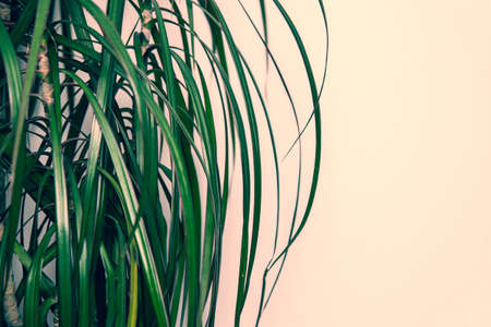 Home potted big plant in roomの写真素材