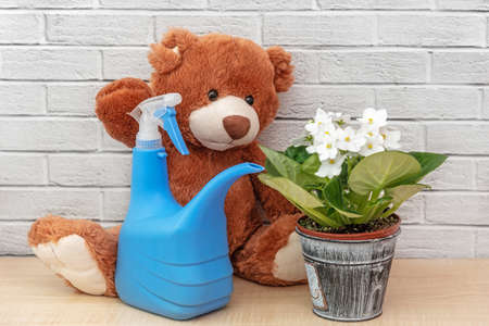 Sweet brown stuffed toy and house plant on shelf. Plants in houseの写真素材