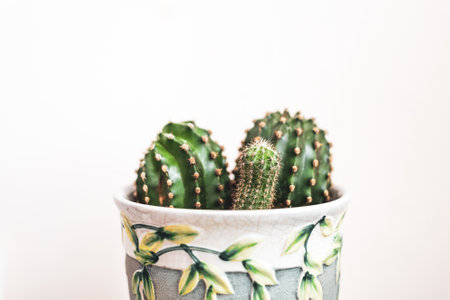 Succulent plant in ceramic decorated potの写真素材