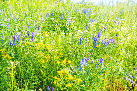 Mixed beautiful smelly flowers on natureの写真素材