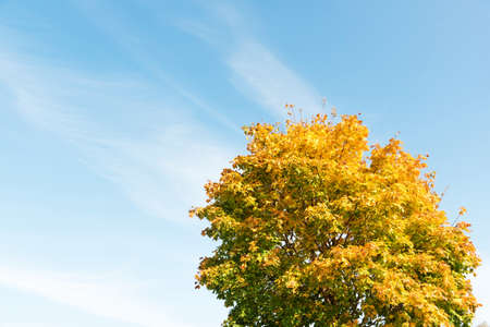 Warm and sunny weather in park
