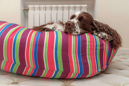 Tired dog sleep after a walk.の写真素材