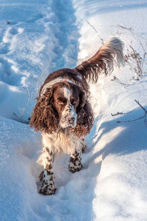 A beautiful hunting dog English springer spaniel runs on a snowy fieldの写真素材
