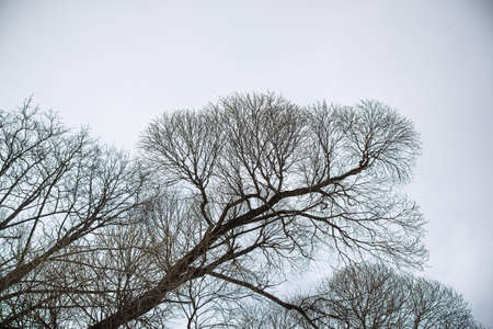 Abstract tree sky for wallpaper design. Nature background, copy space.の写真素材