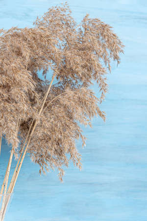 Beige reeds agains blue wooden wall.の写真素材