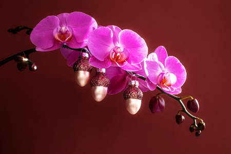 Orchid flowers with christmas pink bauble decor.の写真素材