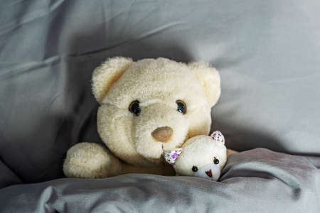 Teddy bears lie on pillow under duvet in comfortable bedの写真素材