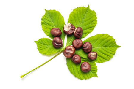 Lush leaf with dry brown chestnuts on white backgroundの写真素材