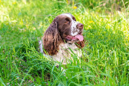 English Springer Spaniel with long ears and tongue out lies in shadow on grass