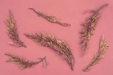 Flat lay pattern with autumn dry juniper leaves on warm pink paper textured background.