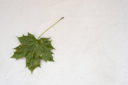 Dry green maple leaf on white gunny fabricの写真素材