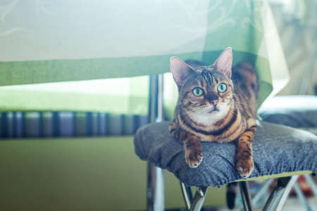Curious Bengal cat with green eyes lies on stool in roomの写真素材