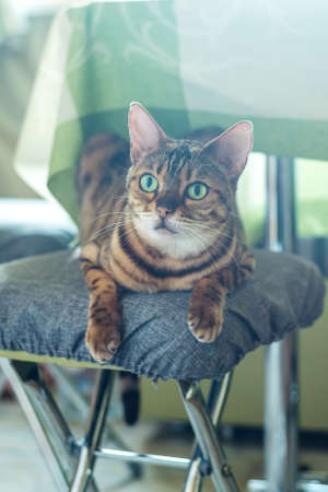 Bengal cat with green eyes on stool with soft pillow in roomの写真素材