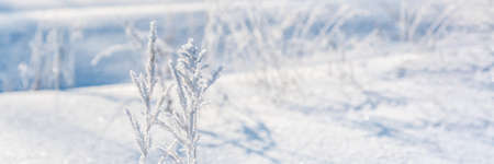 Bunches of dry wild meadow grass grow on snow-covered area