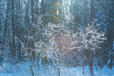Bare bush covered with frost in magical winter forest