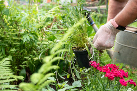 Old woman holds pot with seedlings for planting in garden