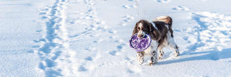 Fluffy English Springer Spaniel plays with plate on snowの写真素材