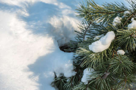 Snow on evergreen fir tree branches as Christmas postcardの写真素材