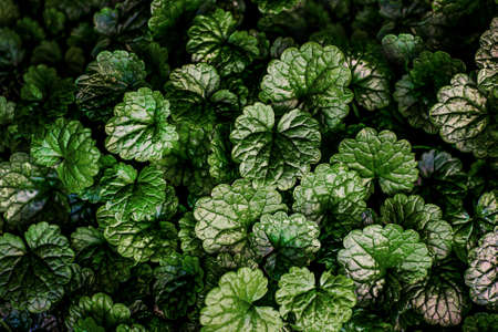 Dark green leaves with textures veins as floral background